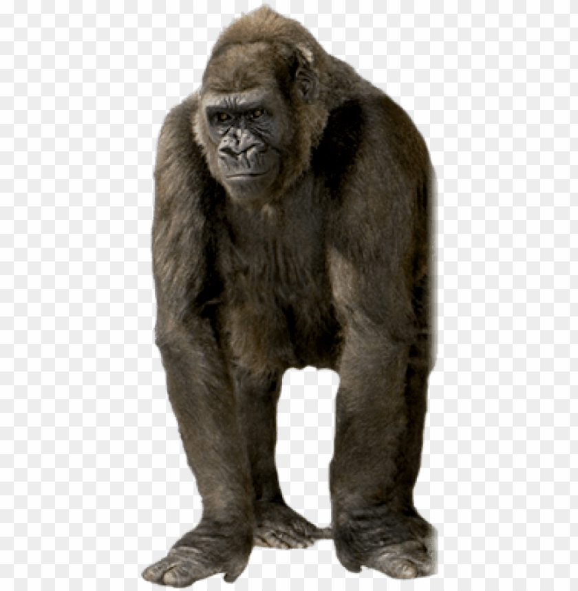 Free Gorilla Images - Gorilla PNG Transparent Background