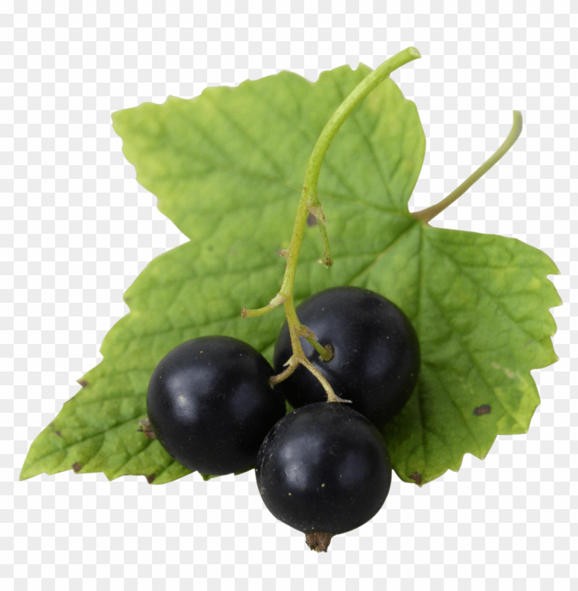 blackcurrant, fruit, health benefits, recipes, natural remedies