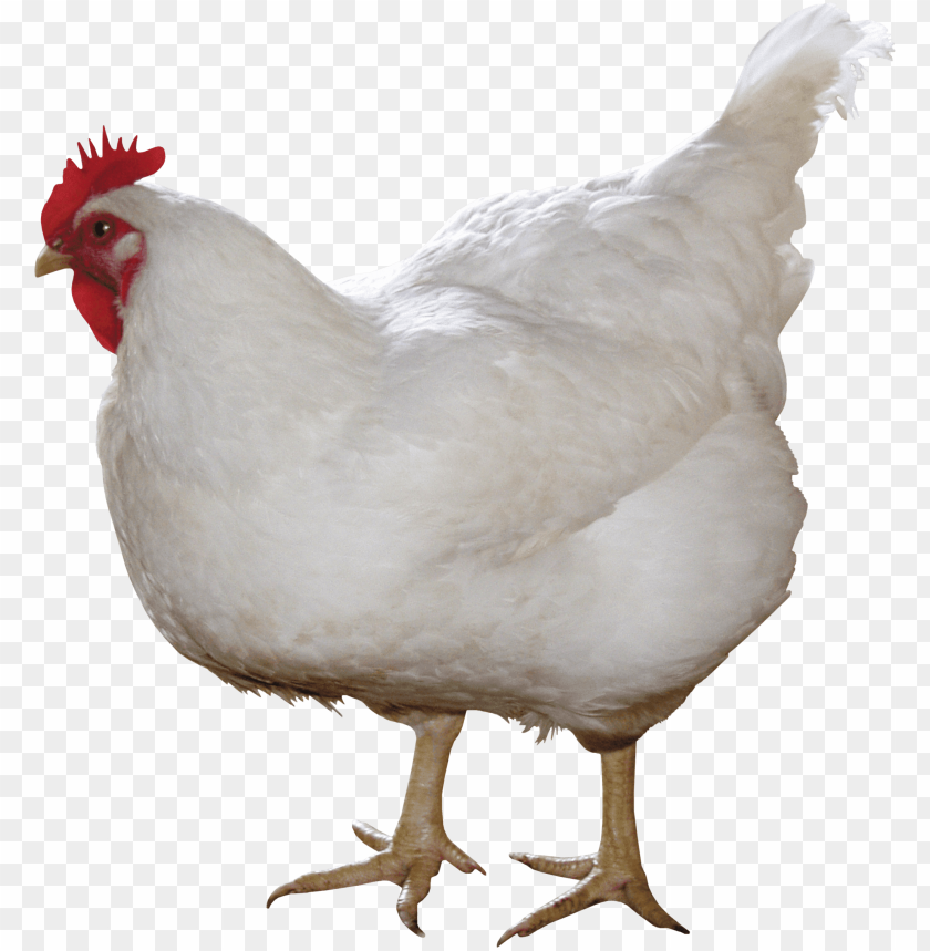 fresh chicken meat png, png,chickenmeat,chicken,fresh