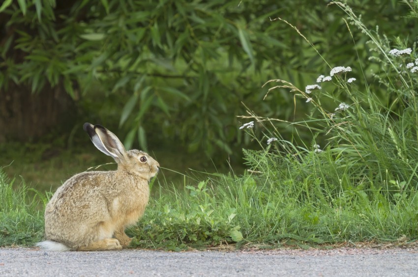 Fright Grass Hare Rabbit Wallpaper PNG Transparent Background