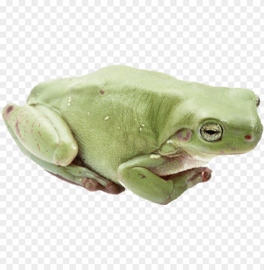 Close-up of a green frog on a transparent background PNG