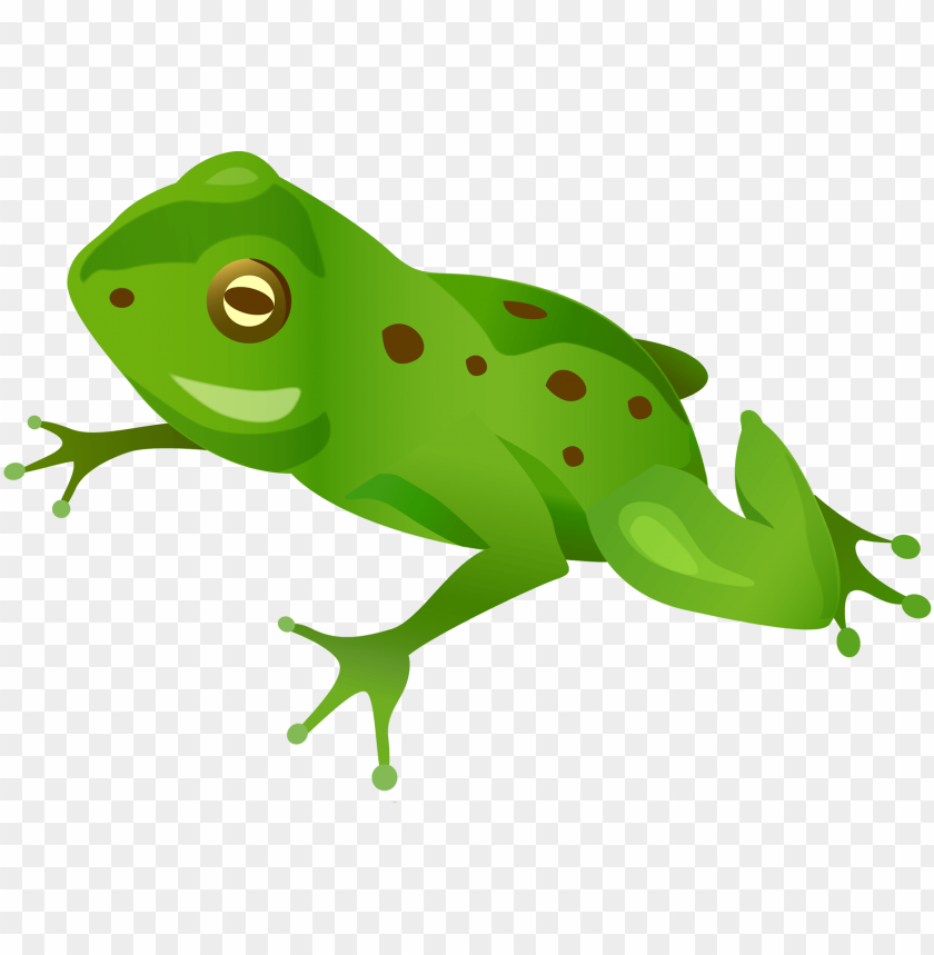 Illustration of a green frog with brown spots on a transparent background PNG