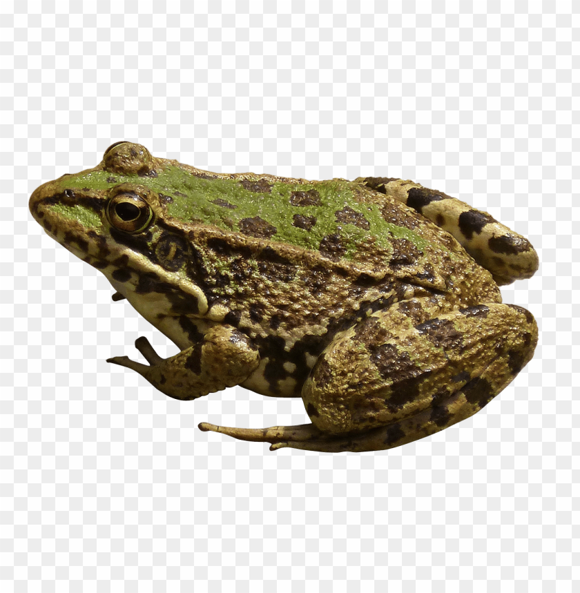 A close-up of a green and brown spotted frog on a transparent background PNG