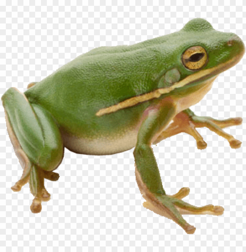 A green frog sitting on a surface, showcasing vibrant colors and details PNG