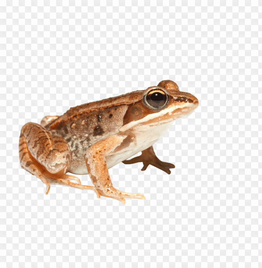 A brown frog with distinctive markings sitting against a transparent background PNG