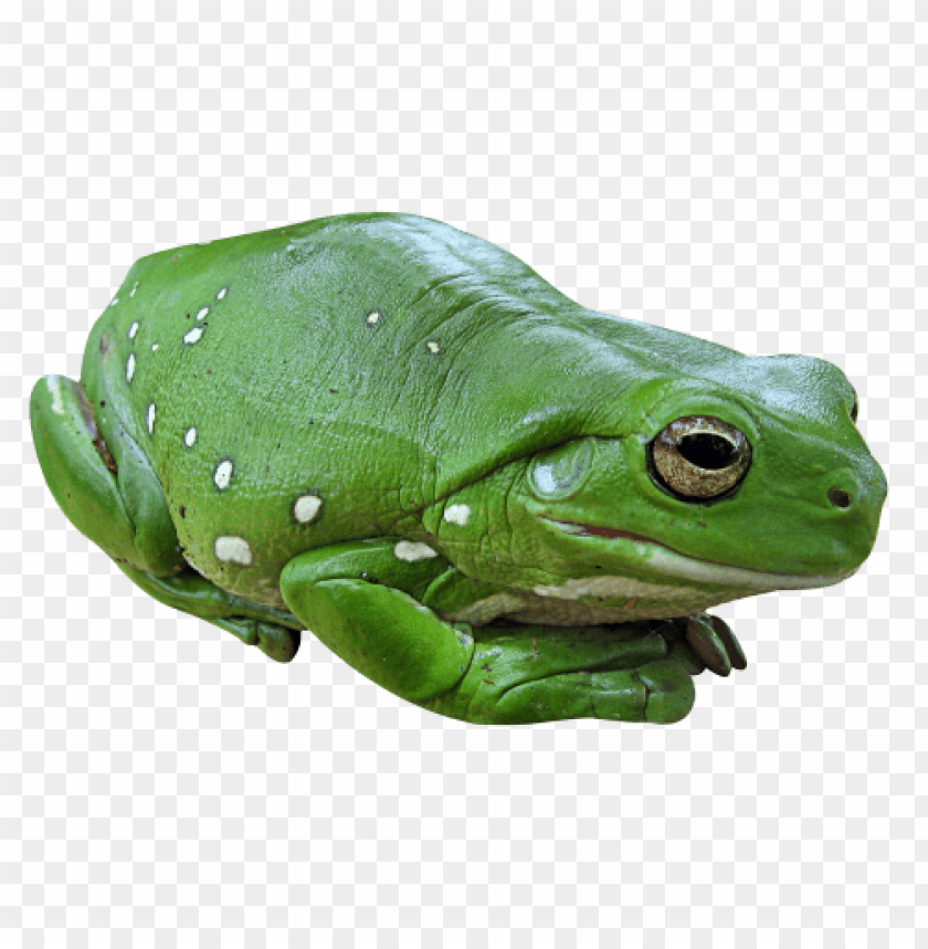 Close-up of a green frog with white spots, resting peacefully PNG