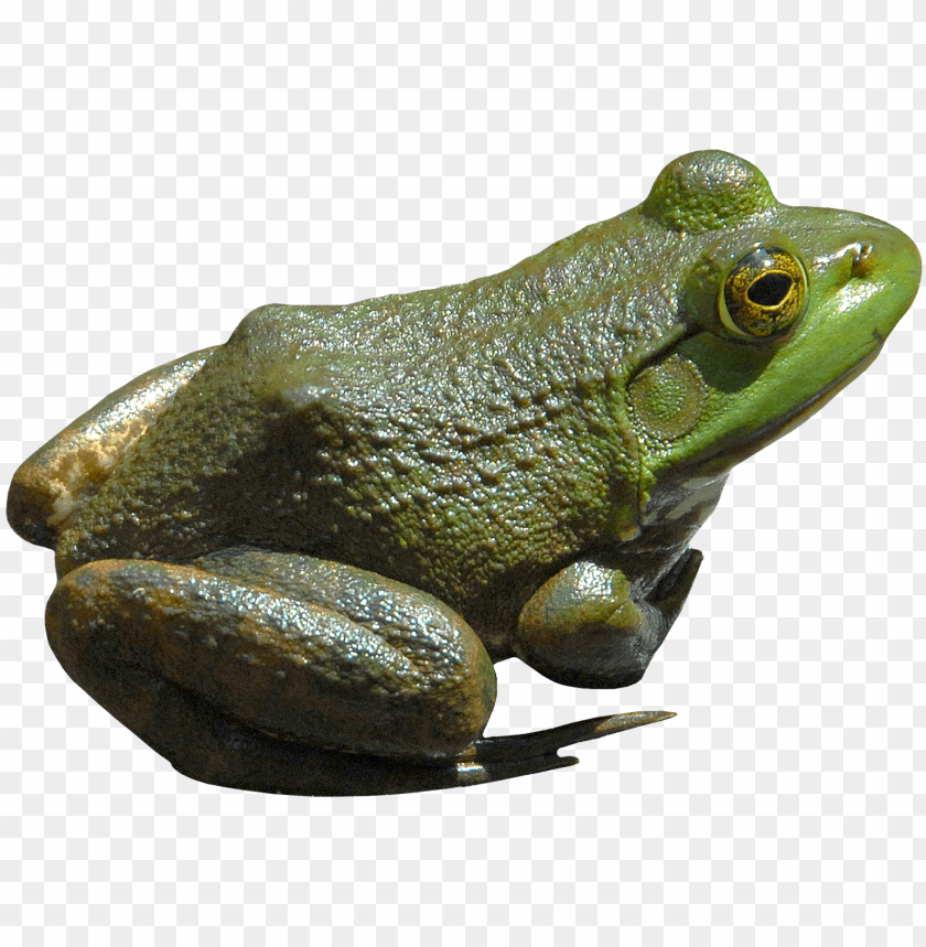 Green frog sitting, showcasing its textured skin and bright eyes PNG