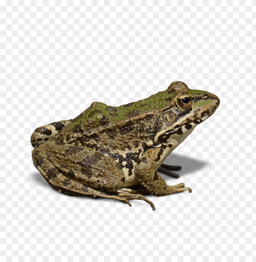 A green and brown frog sitting on a surface with shadows PNG