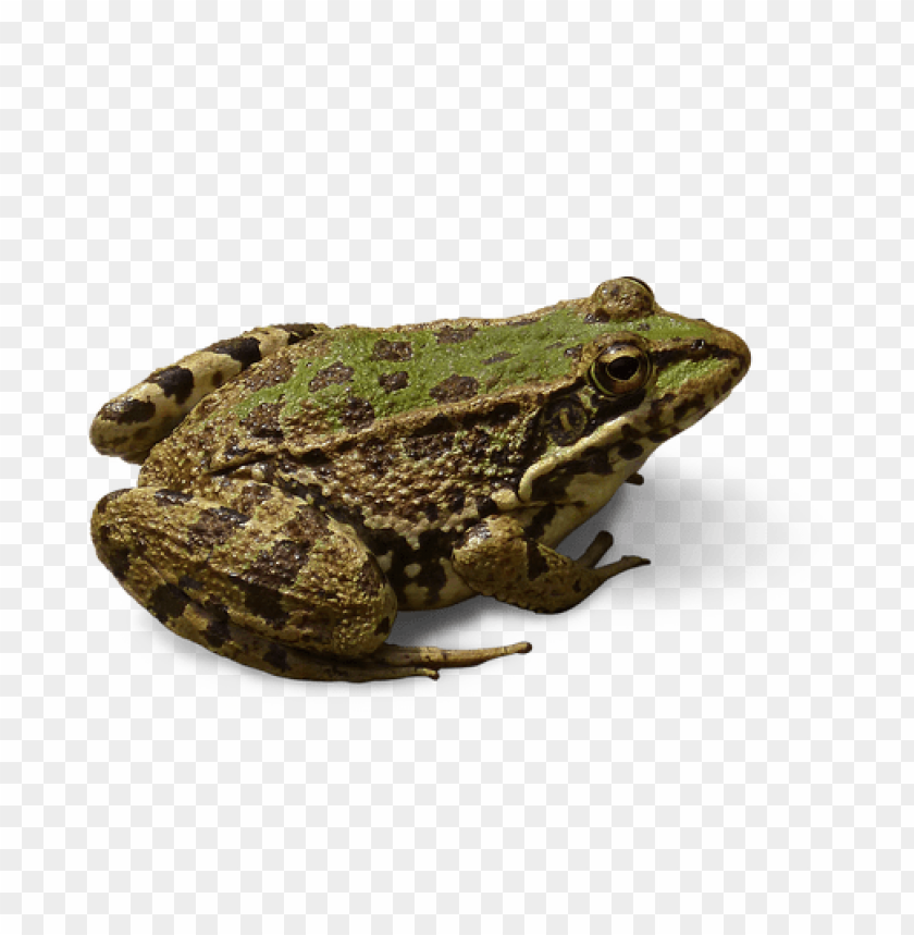 Close-up of a green and brown frog on a transparent background PNG