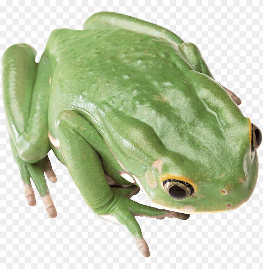 Close-up of a green frog on a transparent background PNG