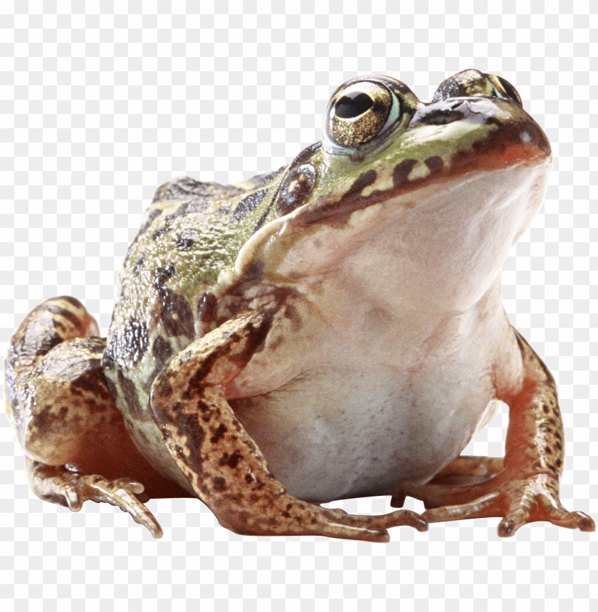 A close-up of a green frog sitting on a flat surface PNG