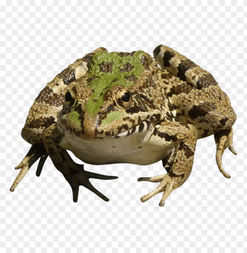 A close-up of a green and brown frog sitting on a surface PNG