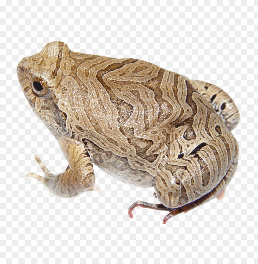 Brown patterned frog on a transparent background PNG