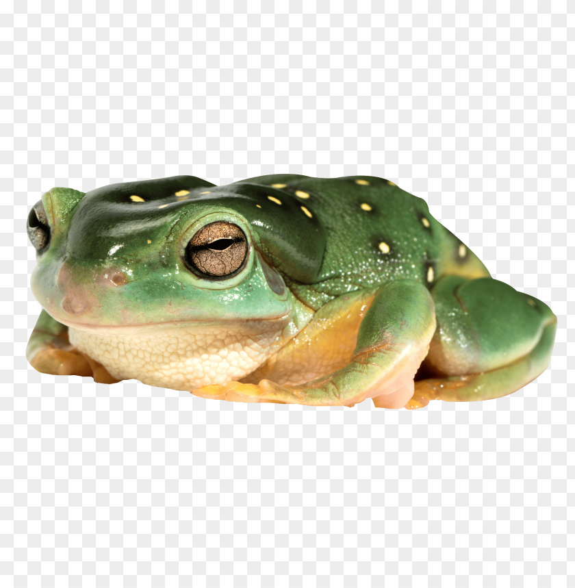 Close-up of a green frog with yellow spots on a transparent background PNG