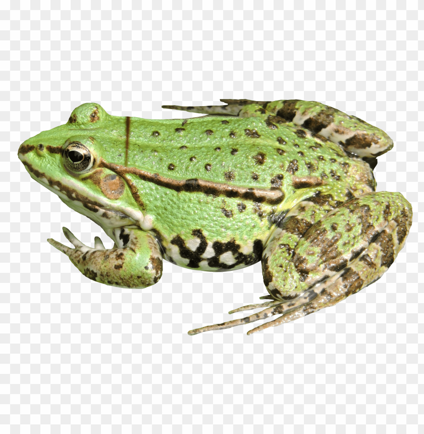 A green frog with black spots, sitting on a transparent background PNG