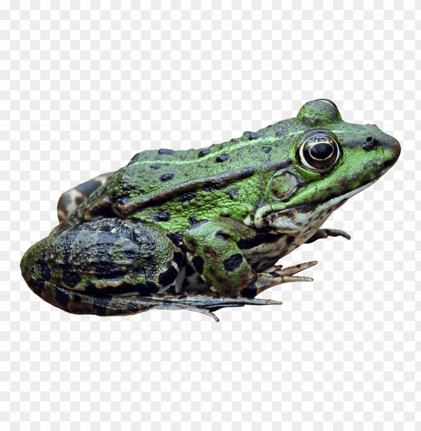 Green frog resting on a surface, showcasing its detailed texture and colors PNG