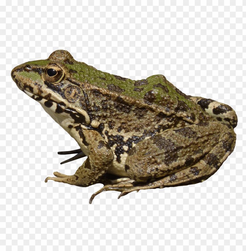 Close-up of a green and brown frog on a transparent background PNG