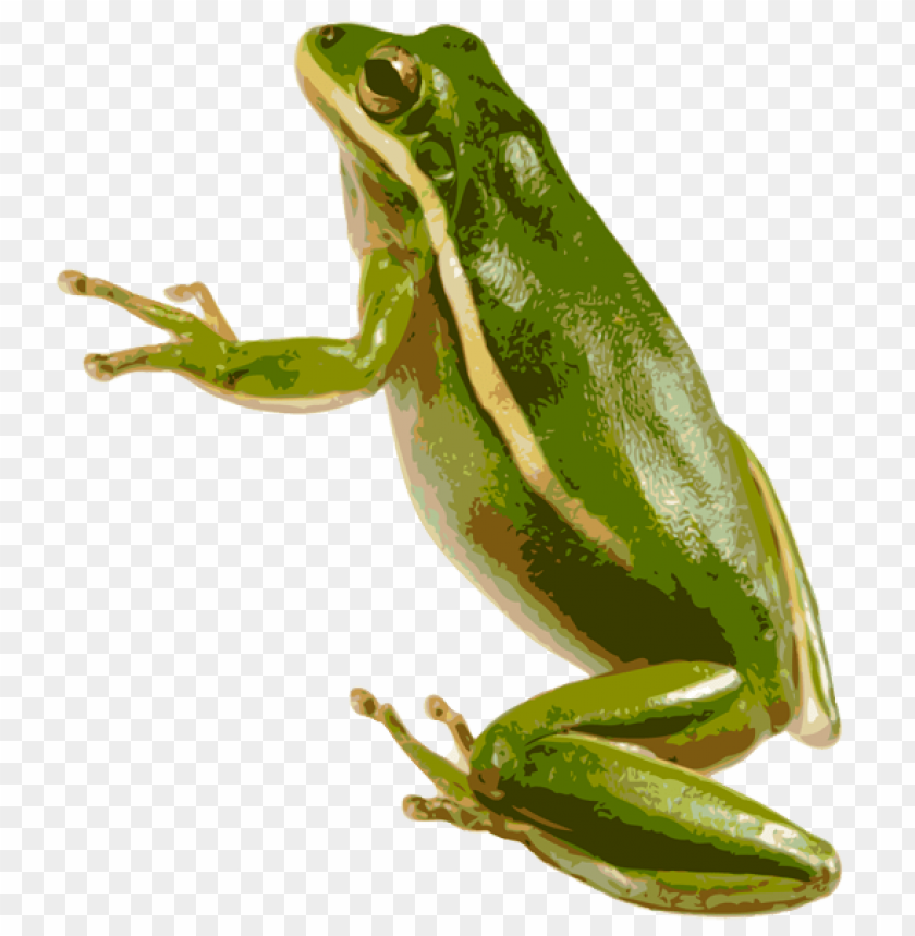 A green frog with yellow stripes perched on a surface PNG