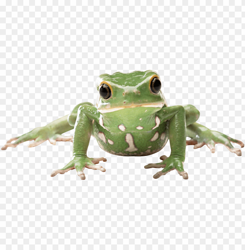 Close-up of a green frog with white spots on a transparent background PNG