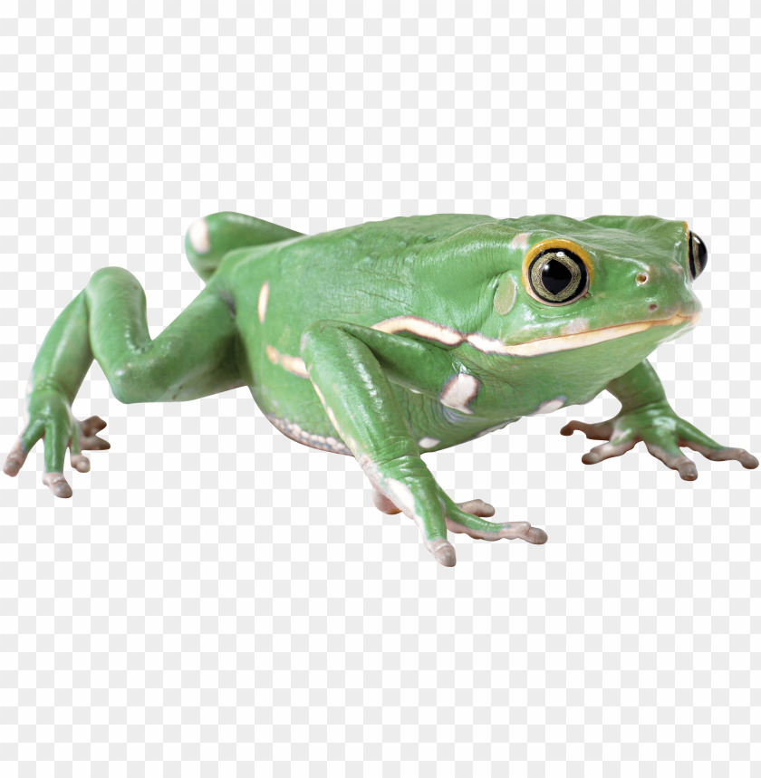 Green frog with white markings, sitting on a transparent background PNG