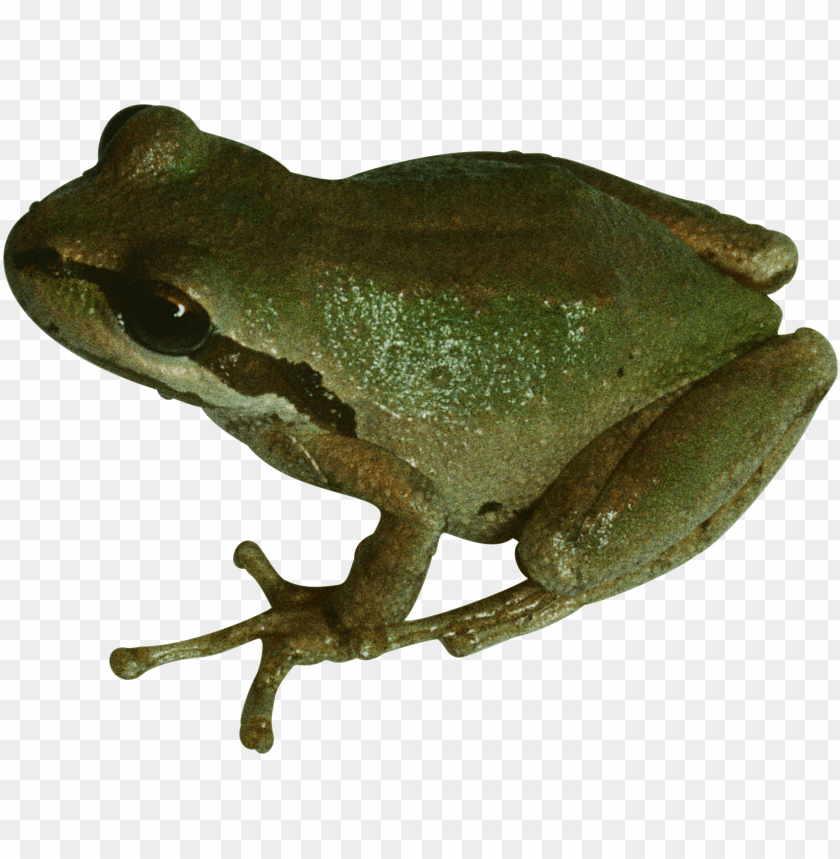 Close-up of a green frog sitting with its legs extended PNG