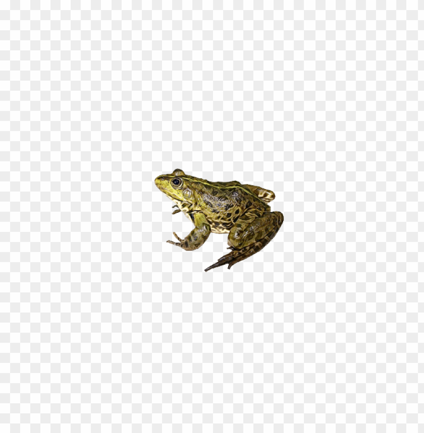 A green frog perched on a surface with a transparent background PNG