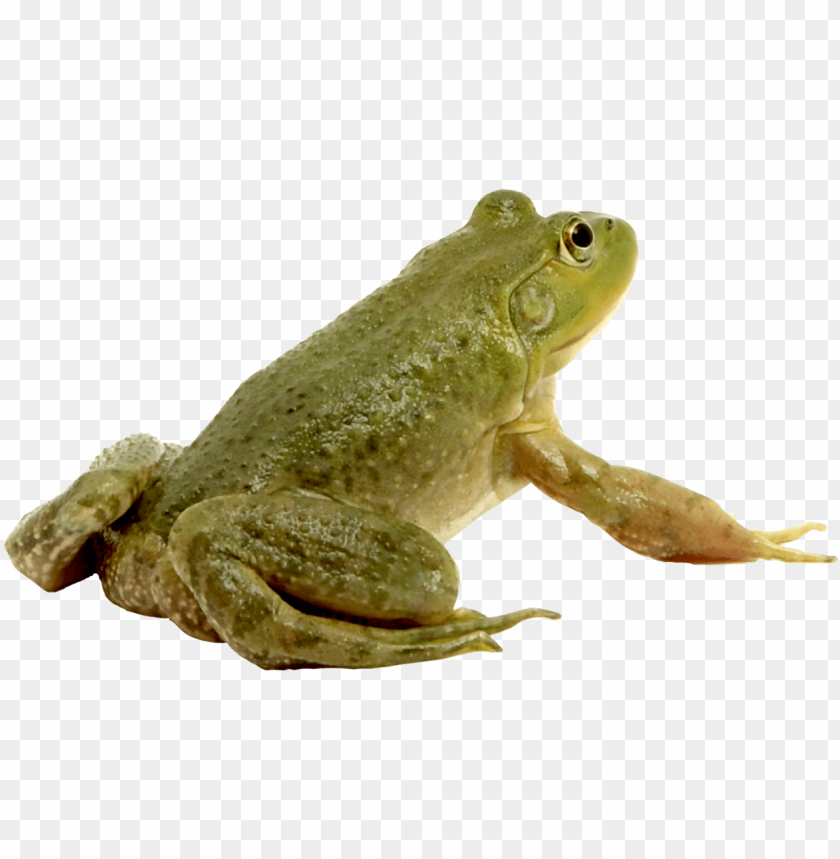 A green frog sitting sideways against a transparent background PNG