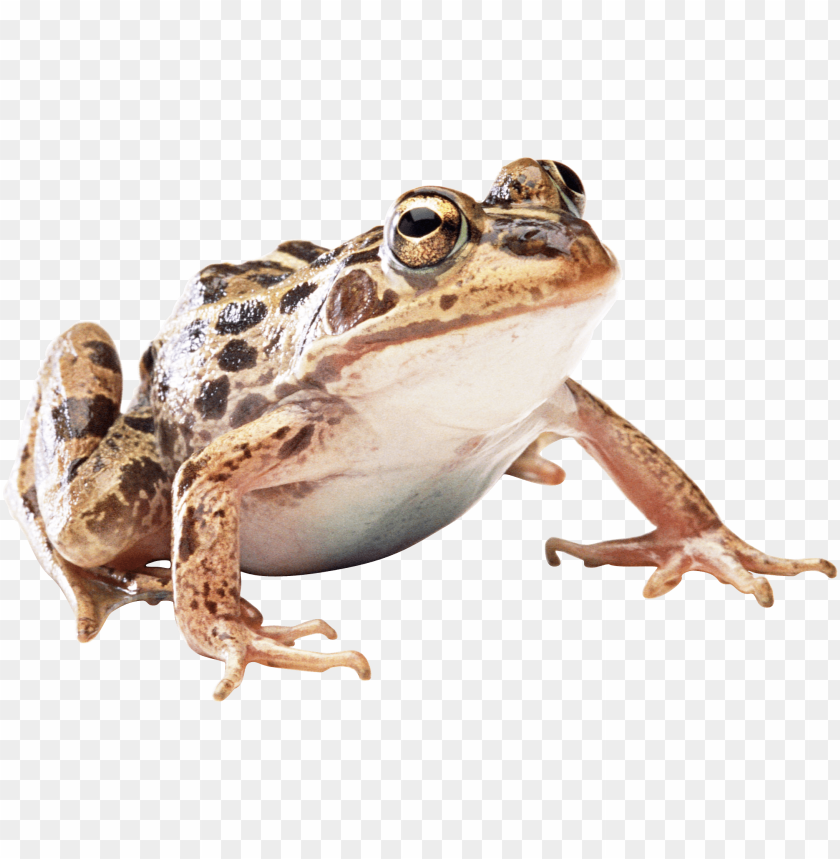 Detailed close-up of a speckled frog on a transparent background PNG