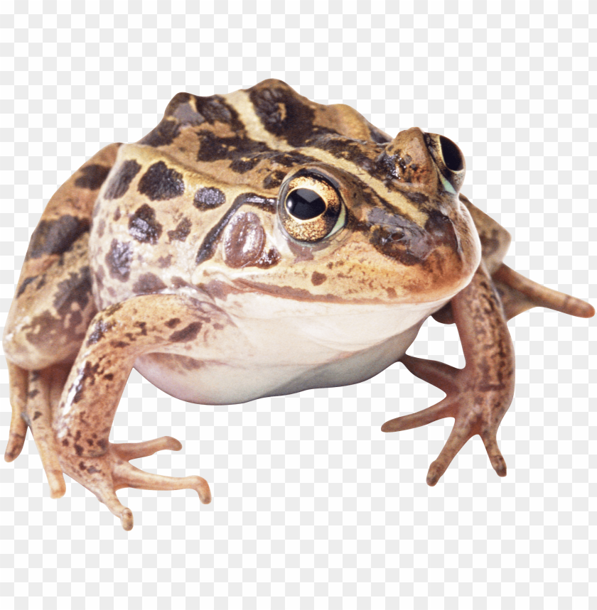 A close-up of a spotted frog on a transparent background PNG