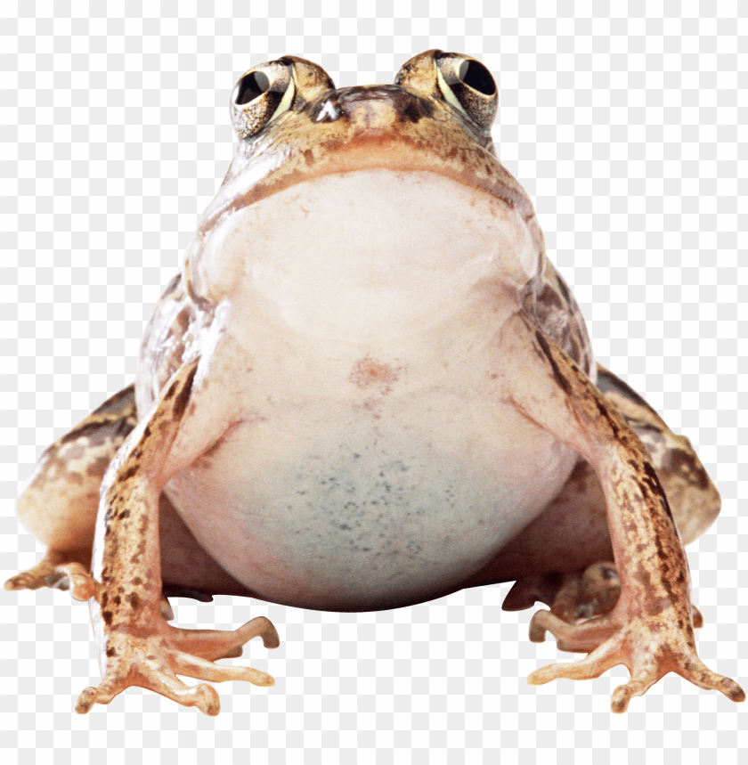 A close-up of a frog sitting calmly with an alert expressio PNG