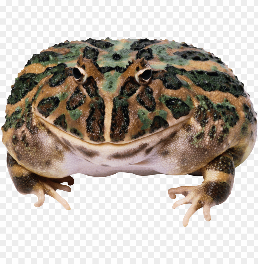 Detailed close-up of a smiling horned frog with green and brown patterns PNG