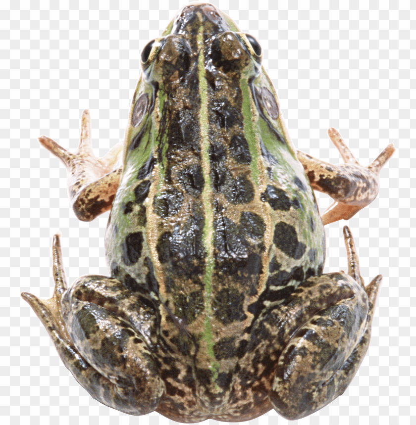 Close-up of a green and brown spotted frog from above PNG