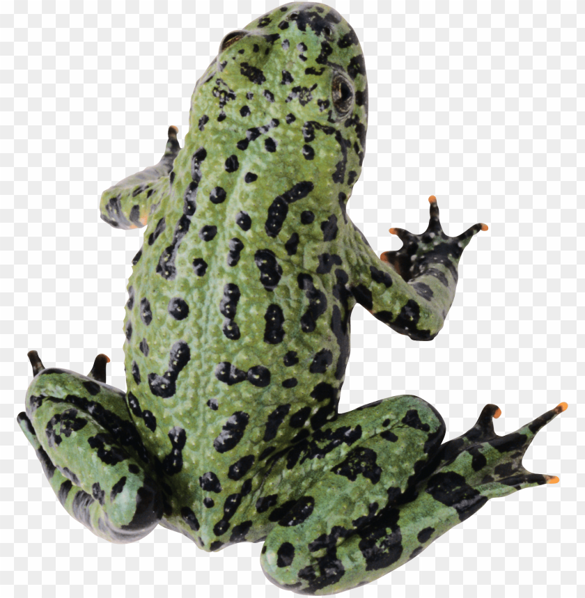 A green frog with dark spots sitting on a white background PNG