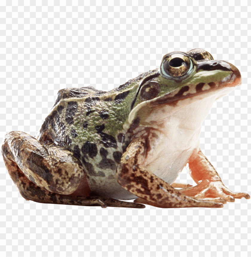 Close-up of a green frog sitting on a surface, showcasing its vibrant colors PNG