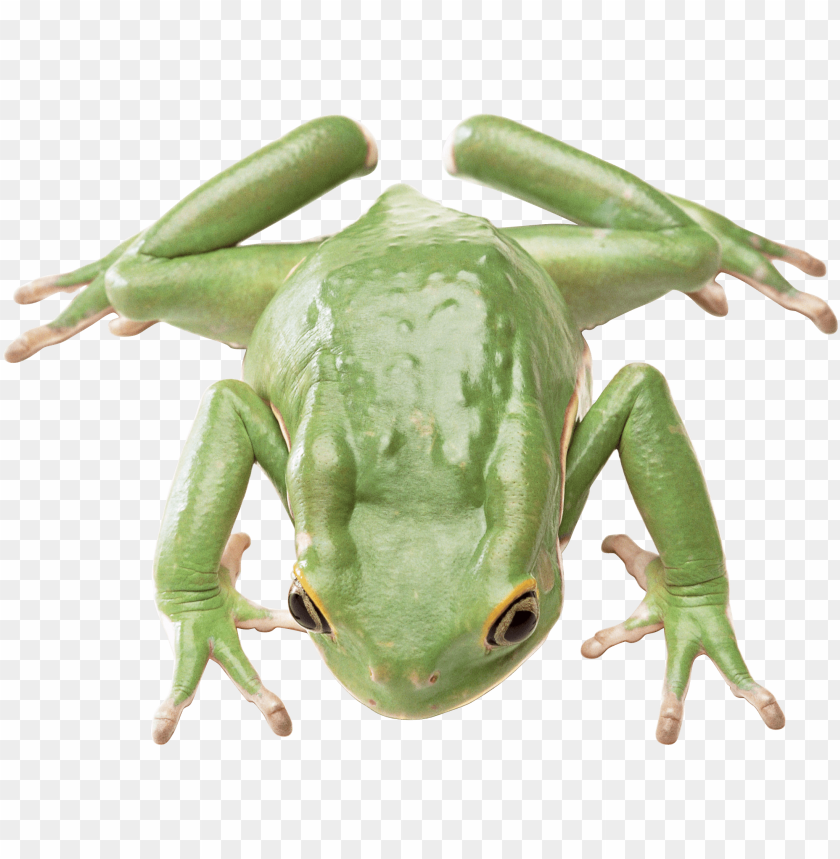 Close-up of a green frog in a transparent PNG format PNG