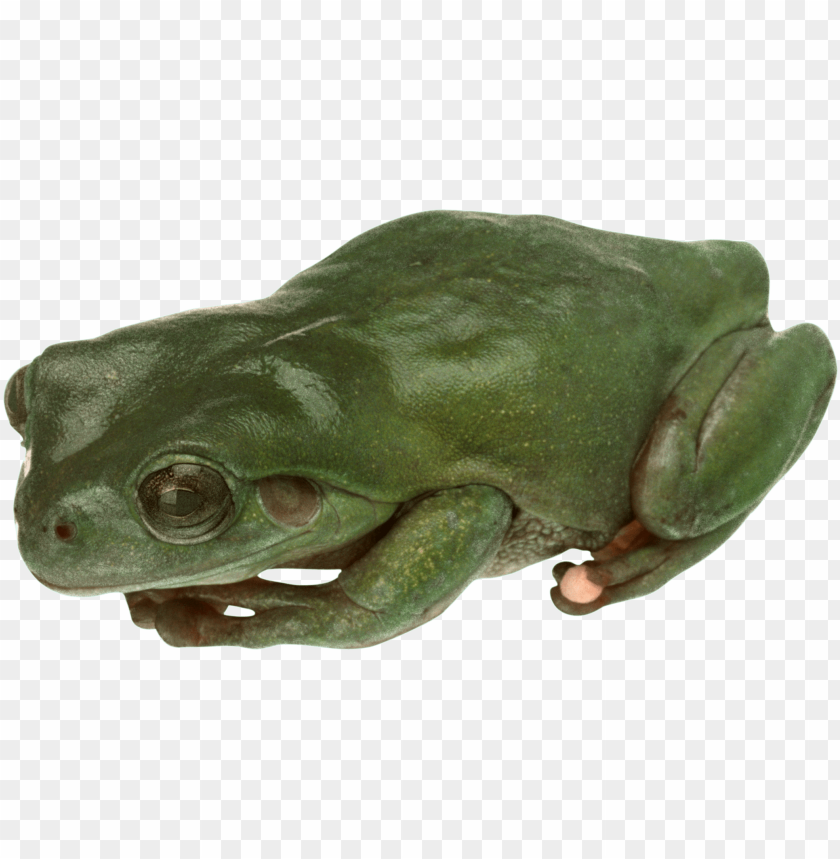 Close-up of a green frog on a transparent background PNG