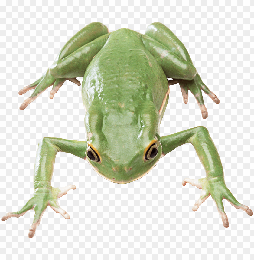 A vibrant green frog with detailed skin and prominent eyes PNG