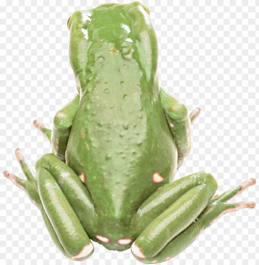 Top view of a green frog with a smooth texture and wet appearance PNG