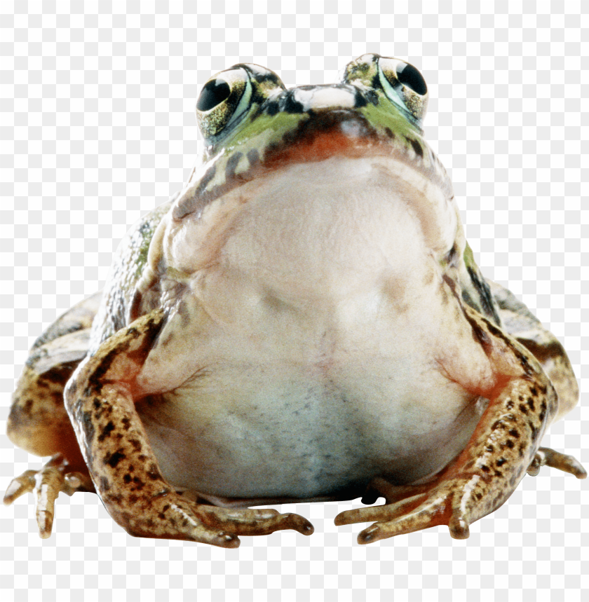 Close-up of a frog sitting with a neutral expression on a transparent background PNG