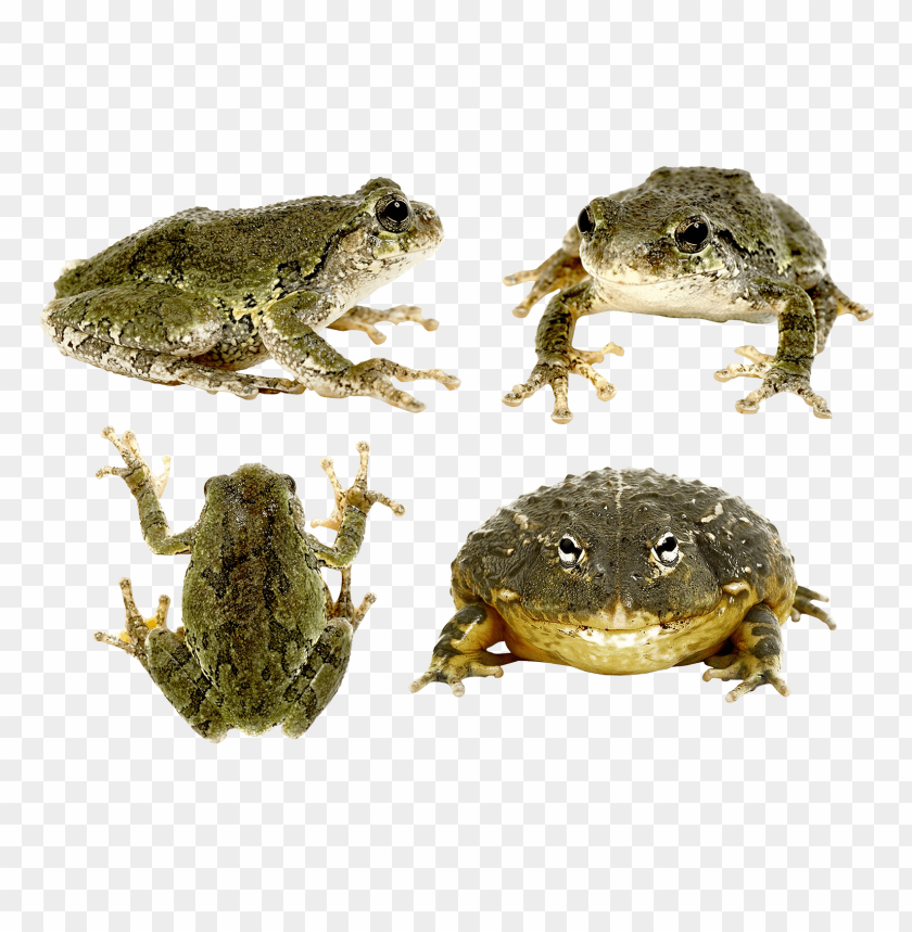 Four frogs displayed from different angles on a transparent background PNG