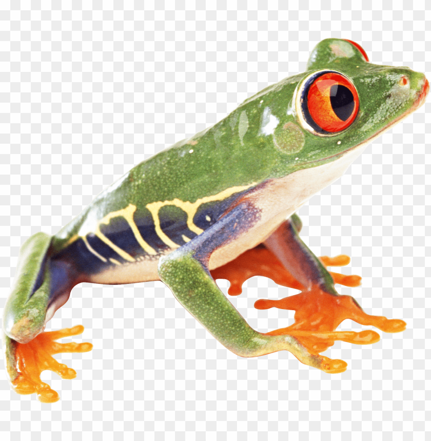 Colorful red-eyed tree frog on a transparent background PNG