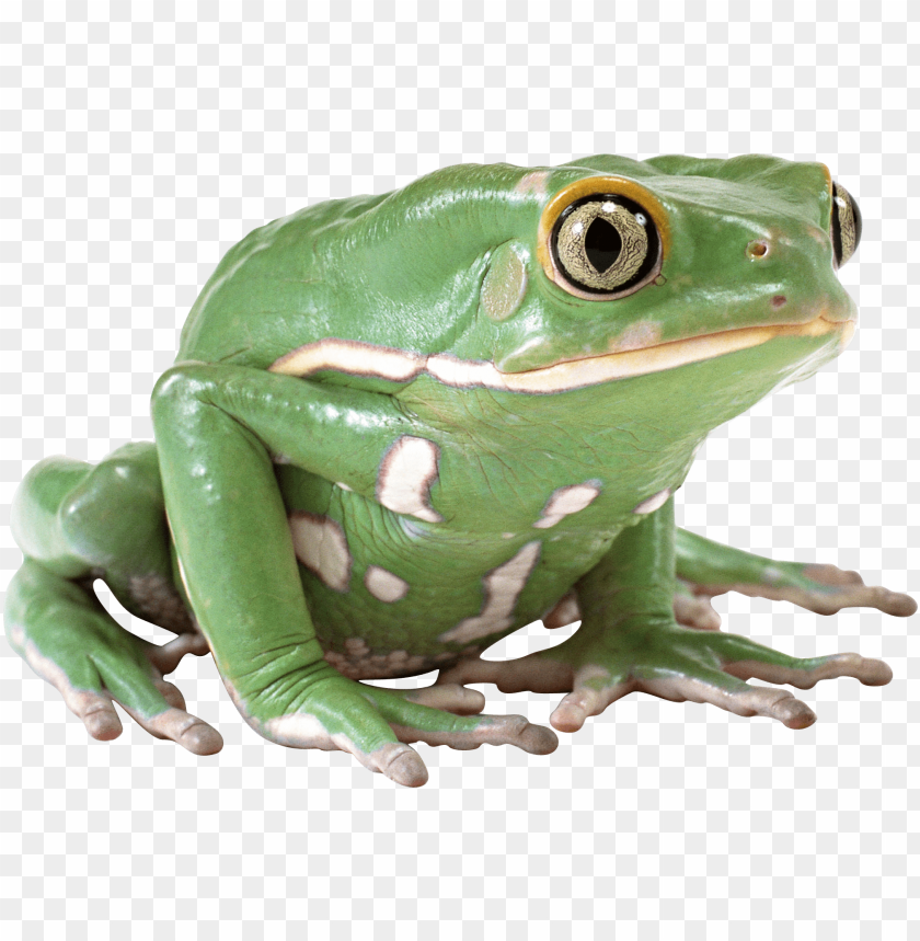 A close-up of a green frog with distinctive white spots PNG