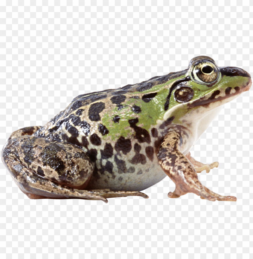 Close-up of a green and black spotted frog on a transparent background PNG