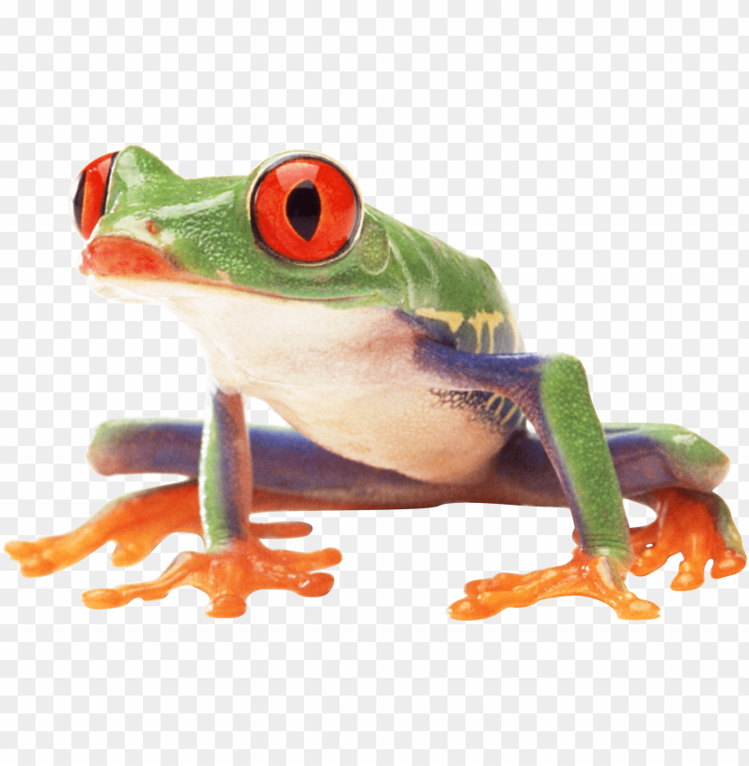 Colorful red-eyed tree frog with vibrant green and orange colors PNG