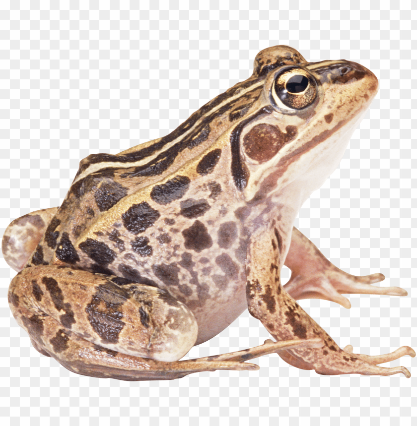 A close-up of a brown and black spotted frog sitting gracefully PNG