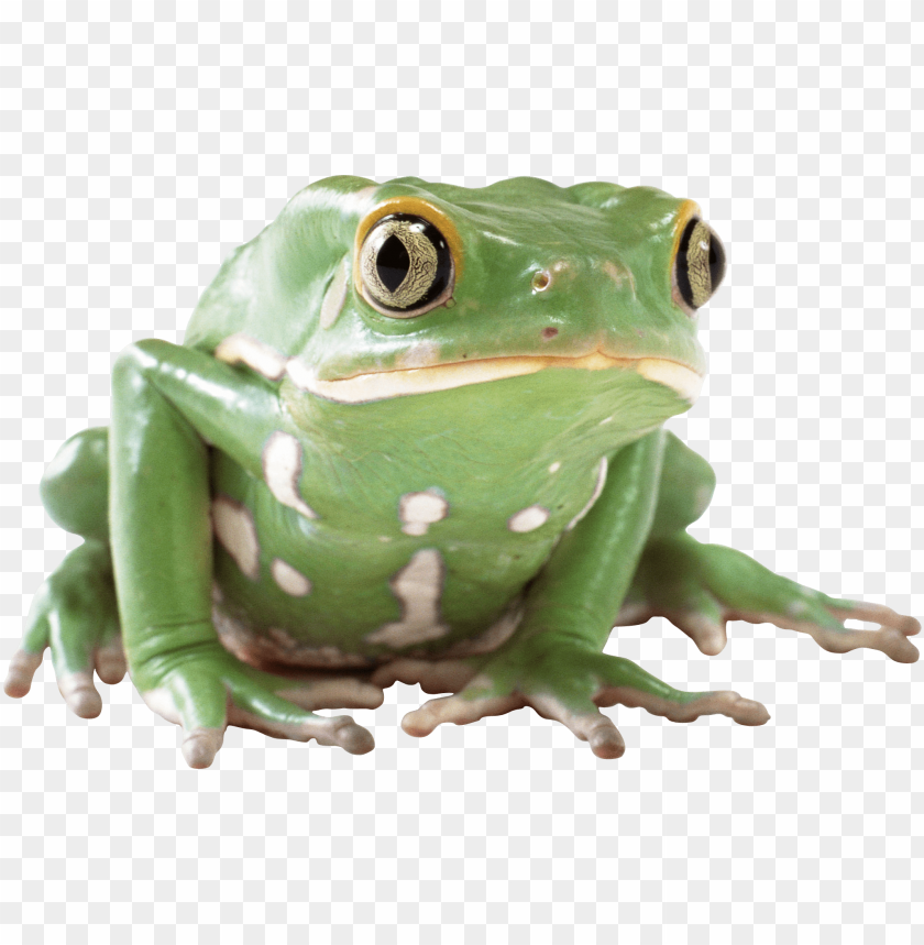 Green frog with distinctive spots sitting on a surface PNG