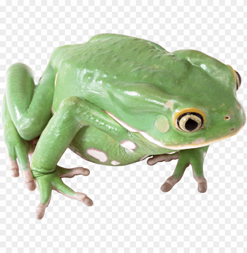 Green frog with white spots sitting on a surface PNG