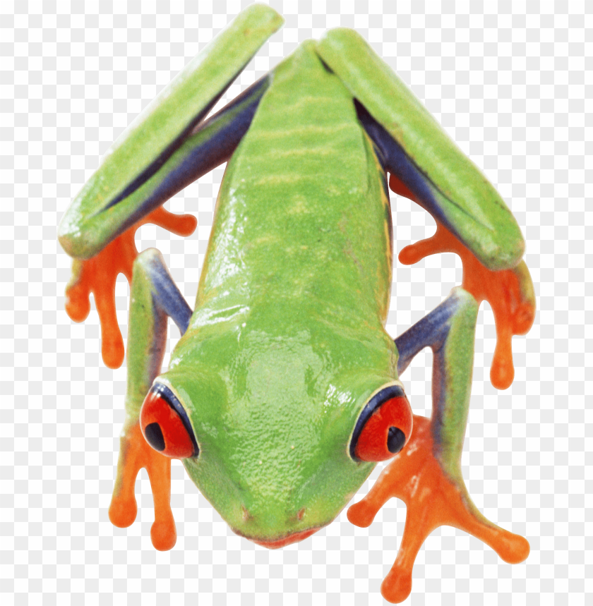 Colorful green tree frog with red eyes and orange webbed feet PNG