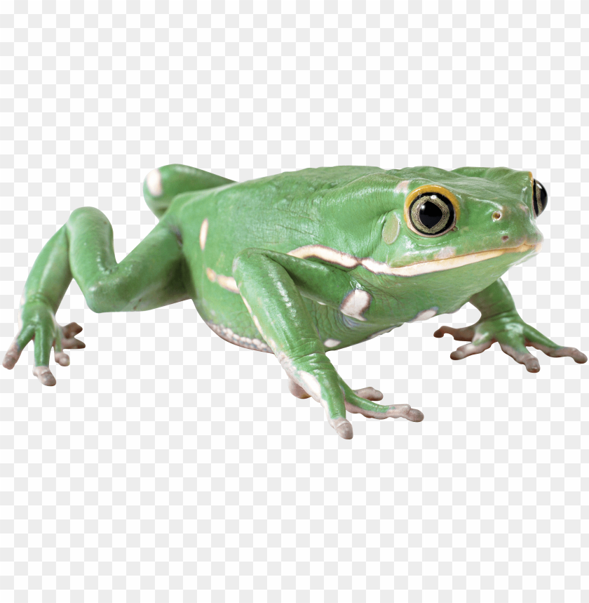 frog,animals