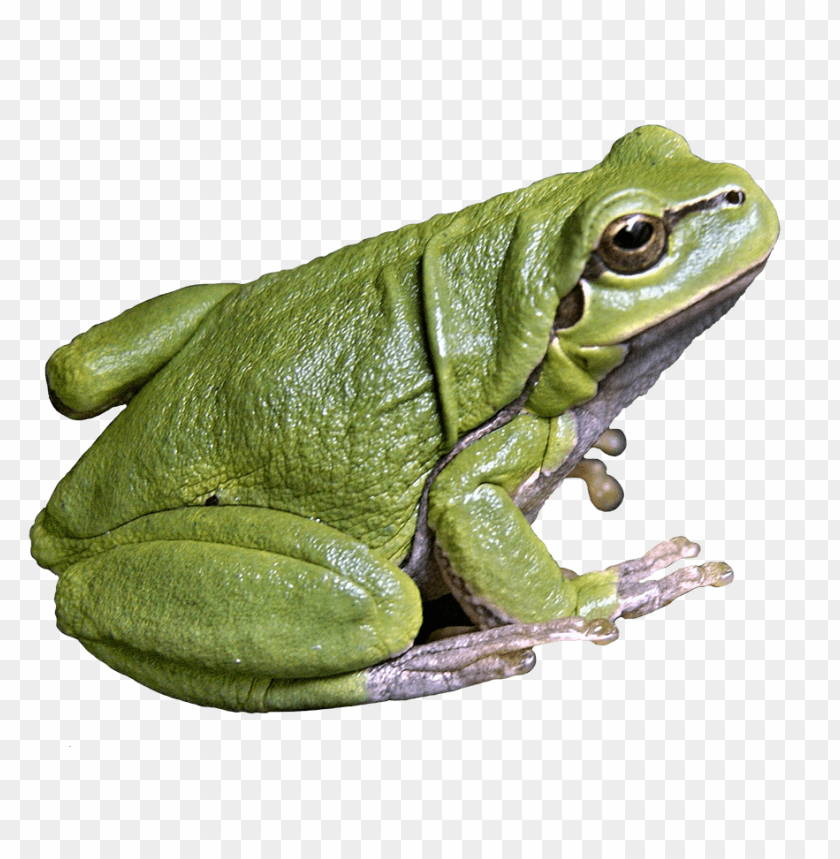 frog, amphibian, green animal, nature, wildlife, pond inhabitant, wetland species